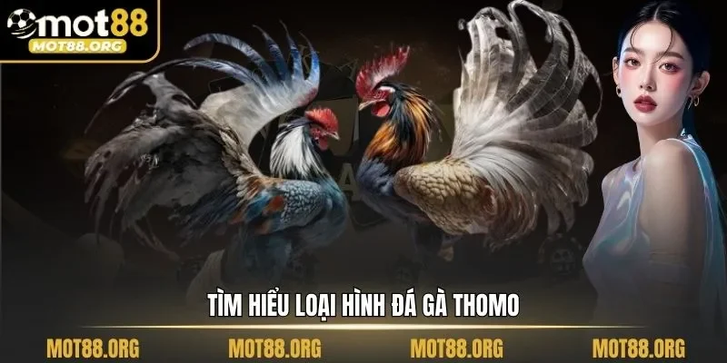 đá gà Thomo